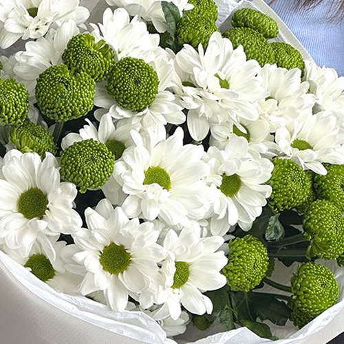 Букет из белой и зеленой кустовой хризантемы