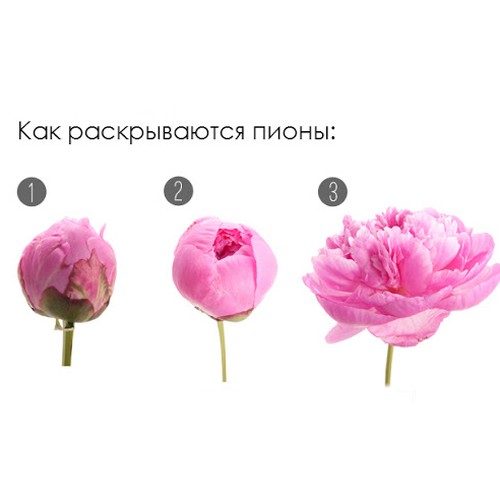 Пион розовый поштучно